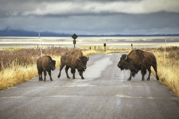 Où observer les bisons dans le parc national de Yellowstone, USA?